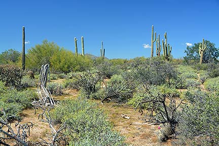 Saguaro, McDowell Mountain Regional Park, March 20, 2015